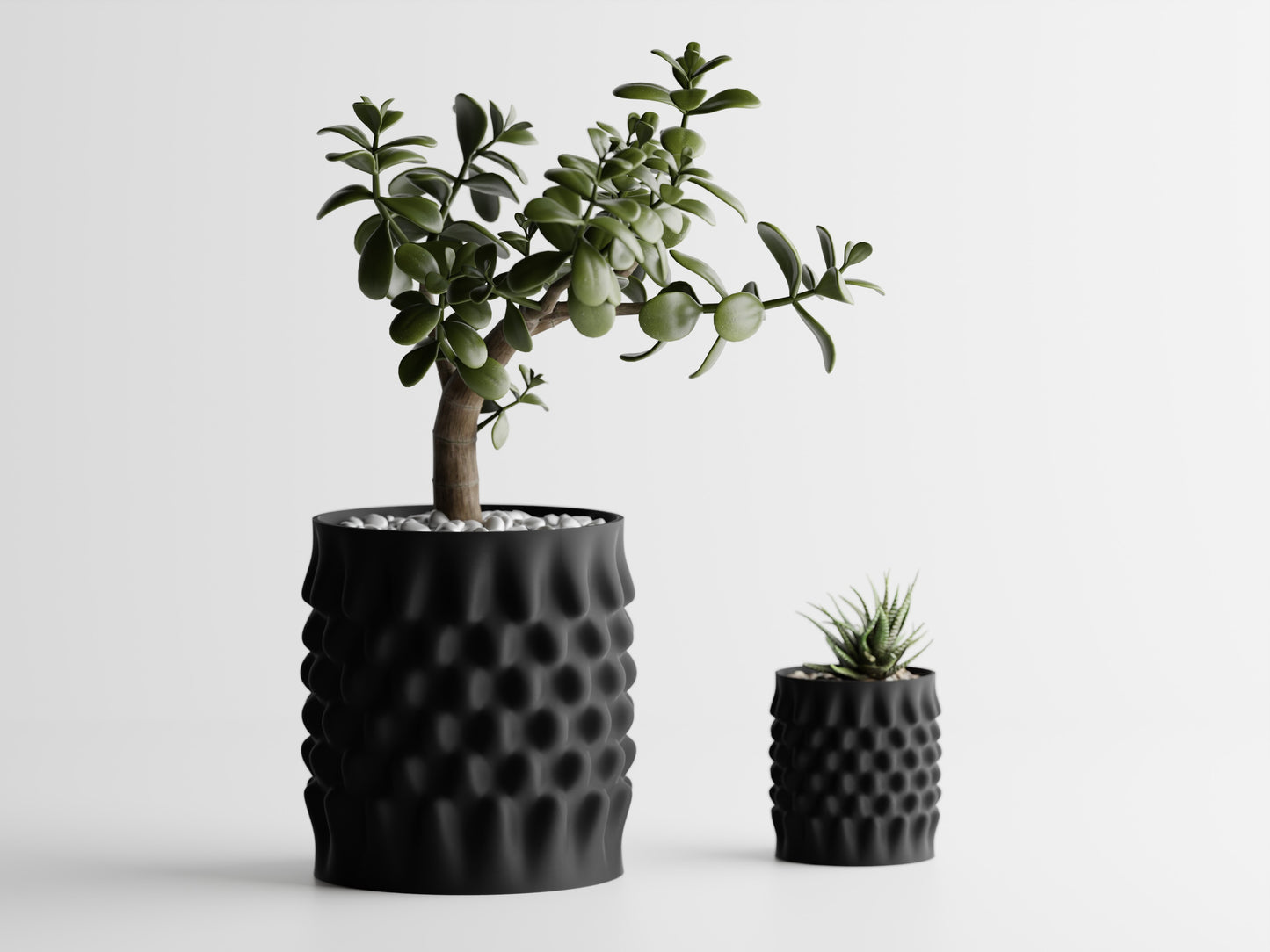 Dentata Planter