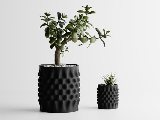 Dentata Planter
