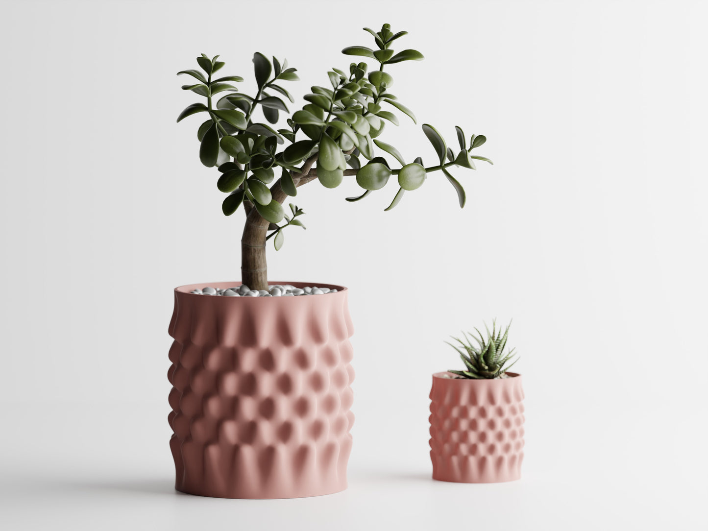 Dentata Planter